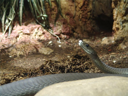 mamba7.jpg